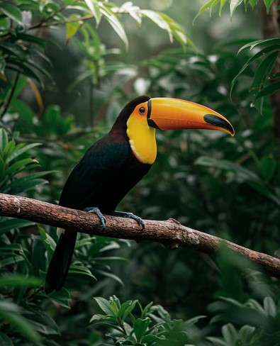 Les couleurs du Costa Rica